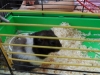 male_sam_5136