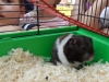 male_sam_5140